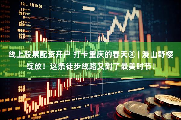 线上股票配资开户 打卡重庆的春天⑧ | 漫山野樱绽放！这条徒步线路又到了最美时节！
